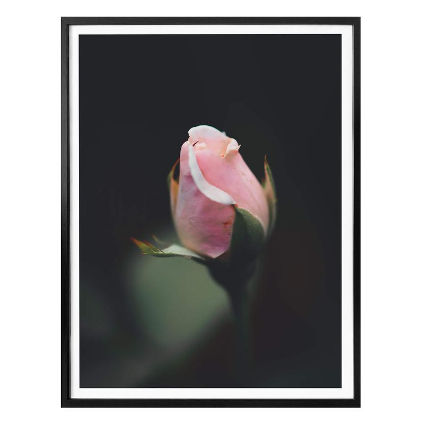 Poster Bouton rose d’une rose