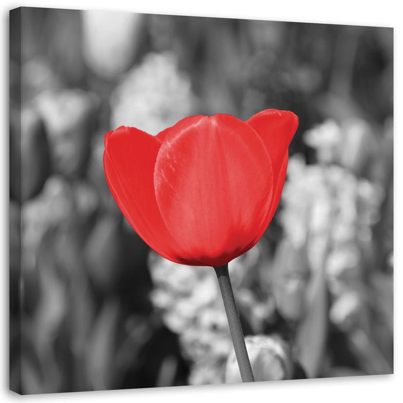 Canvasbillede, Røde tulipaner på en eng