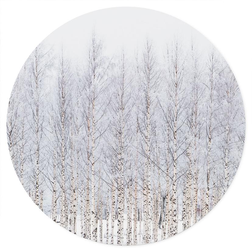 Adesivo murale Bosco di betulle in inverno - EMELIEmaria - Tondo