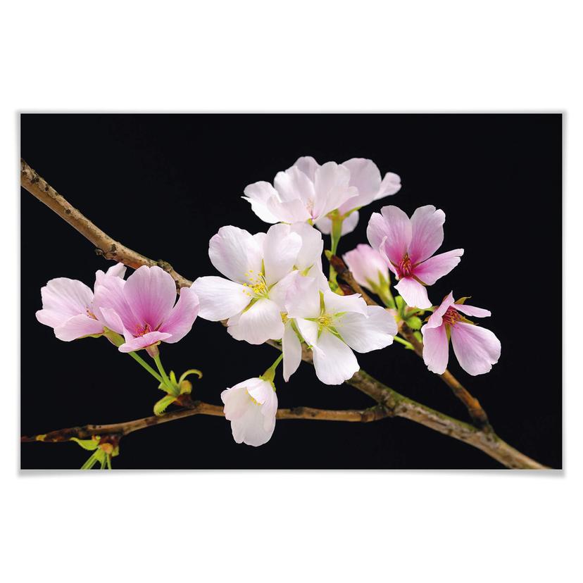 Giant Art® XXL-Poster Fiori di ciliegio - 175x115 cm
