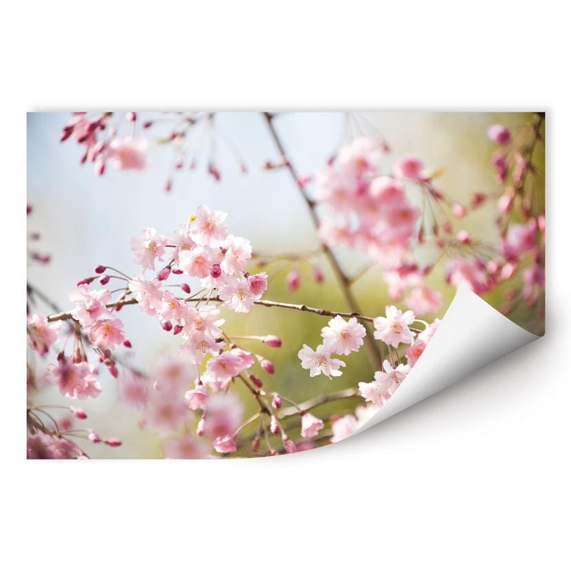 Poster autocollant - W - Fleurs de Cerisier