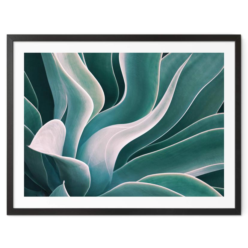 Póster Wechsler - Planta de agave a la luz de la mañana