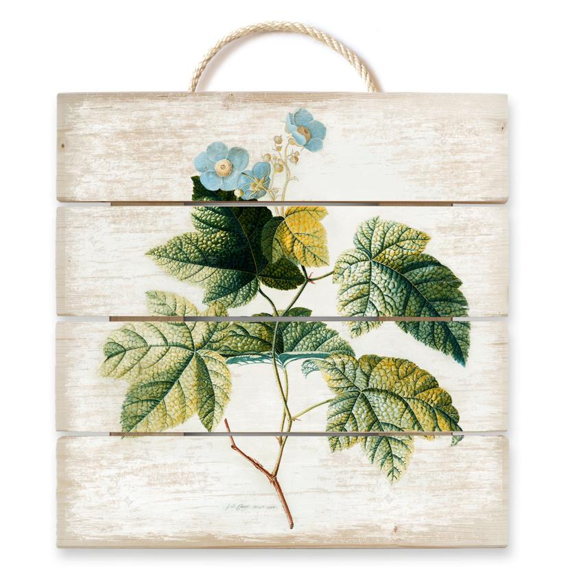 Stampa su legno - Ehret - Rubus