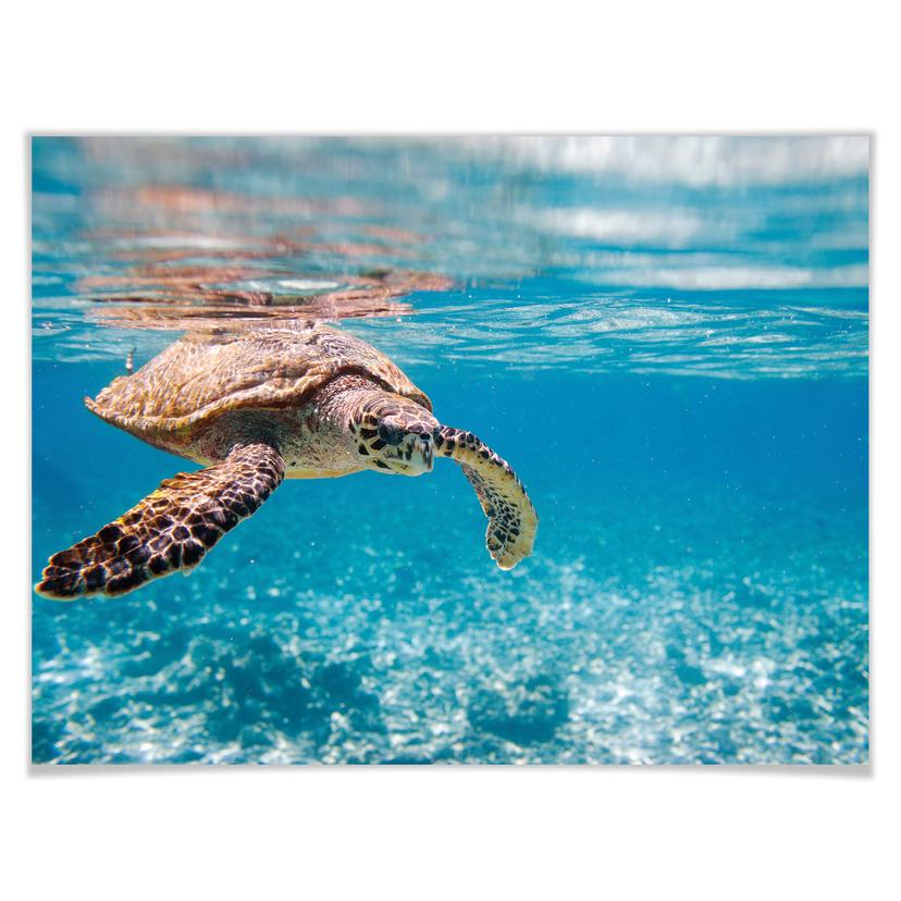 Poster - Tartaruga in viaggio