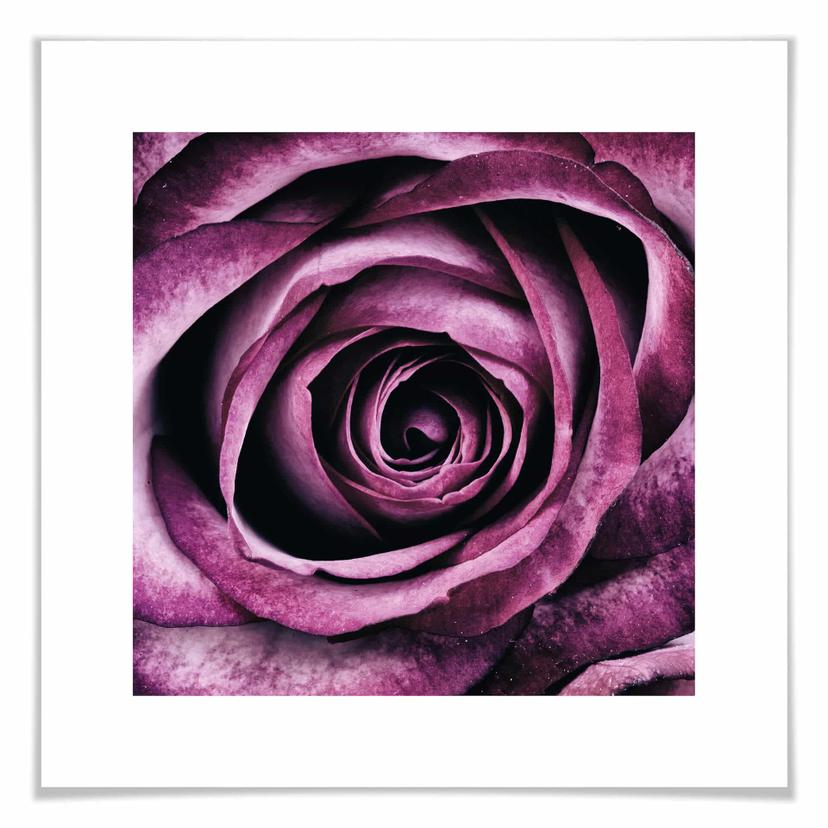 Poster Rose violette