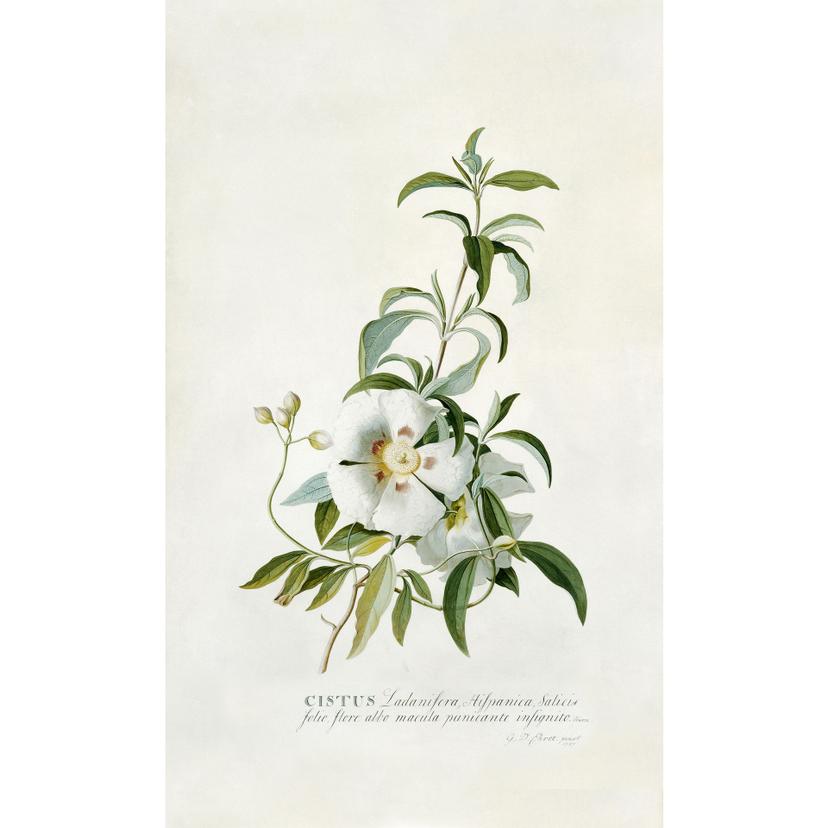 Fotomurale Ehret - Cistacea