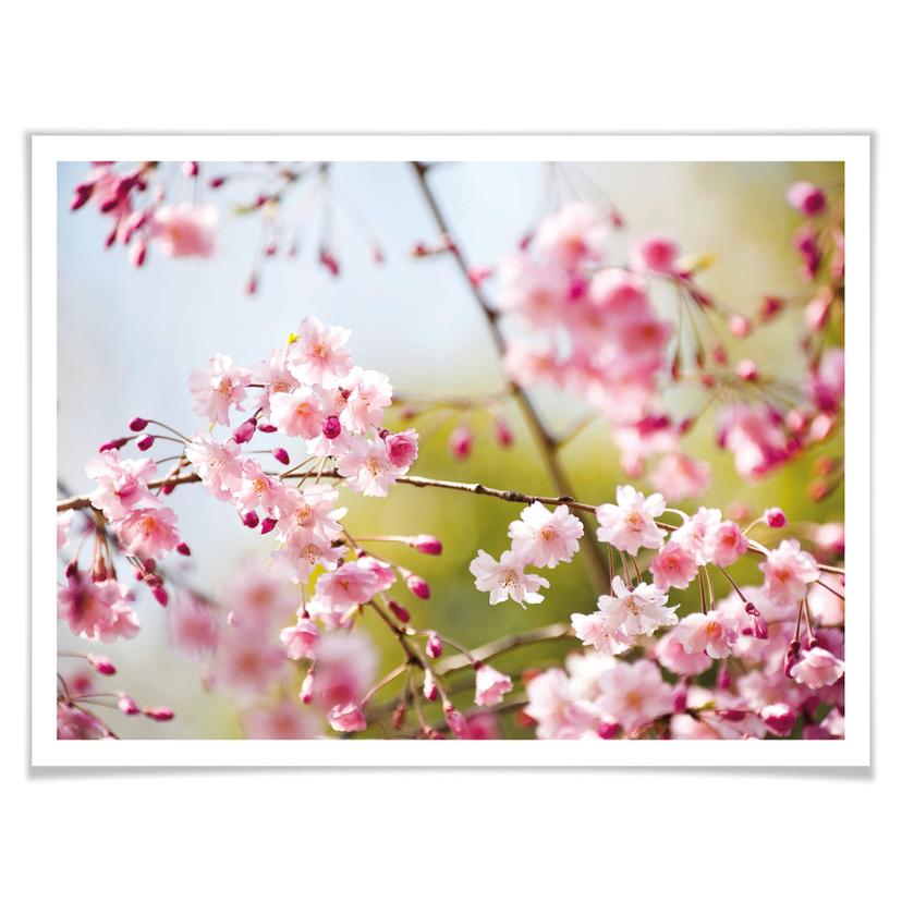 Poster - Cherry Blossoms