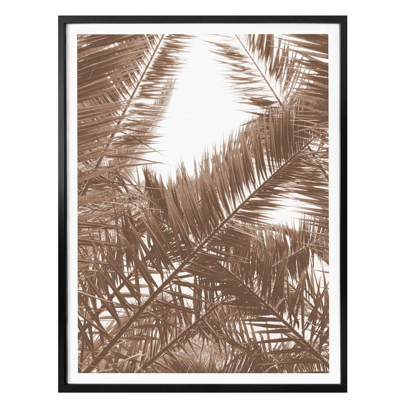 Plakat - Phoenixpalme
