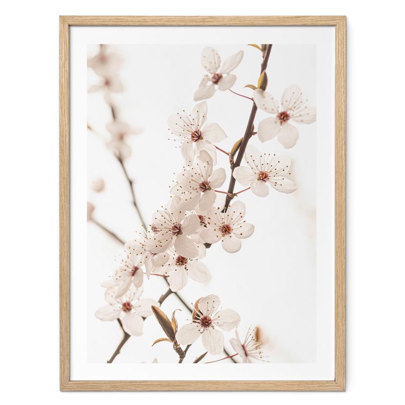 Póster rama con cerezos blancos en flor - Sisi & Seb