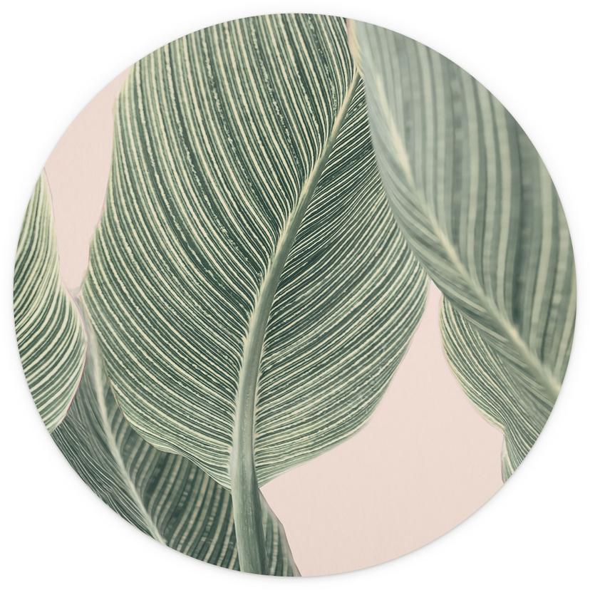 Fotomurale tondo Pianta di calathea - Sisi & Seb - carta da parati in tessuto non tessuto/carta da p