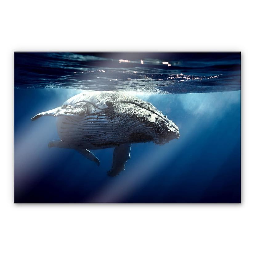 Tableau en verre acrylique - Baleine à bosse