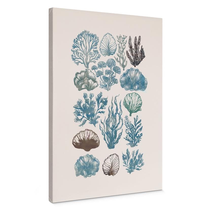 Canvasbillede Filigran alger og skaller | undervandsplanter - casa cartissi