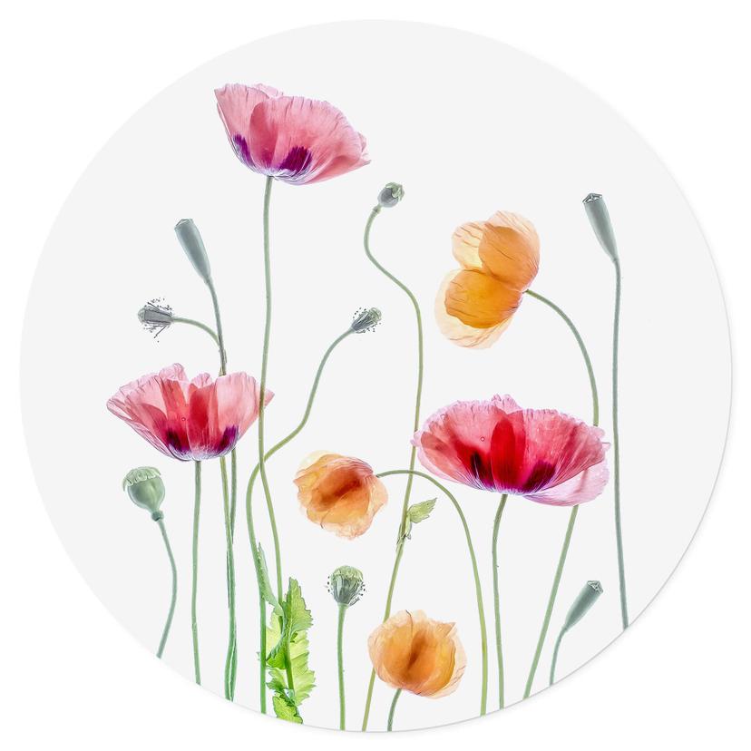 Adesivo murale Disher - Colourful Poppies