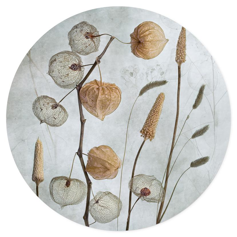 Muursticker Gedroogde lampionbloemen - Disher