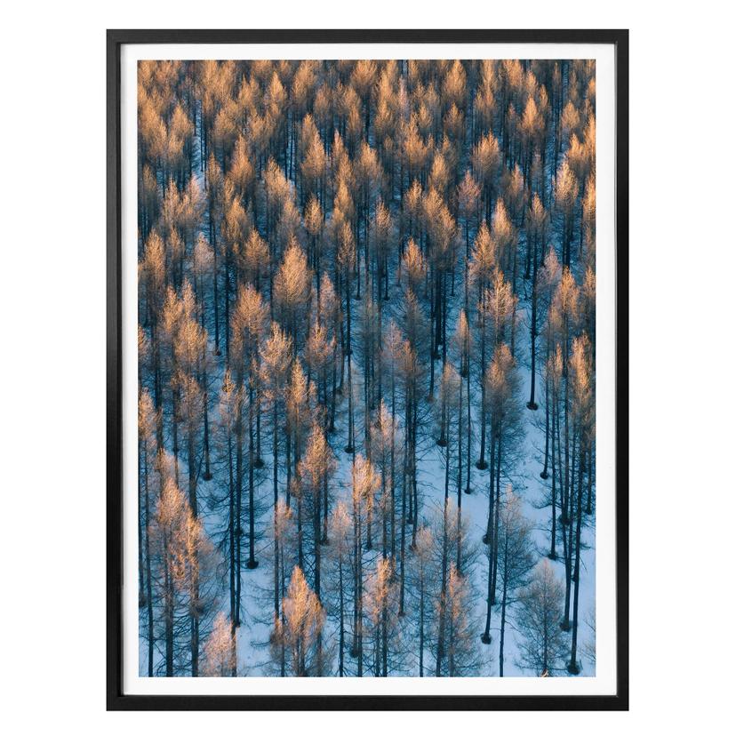 Póster Bingo - Amanecer en el bosque