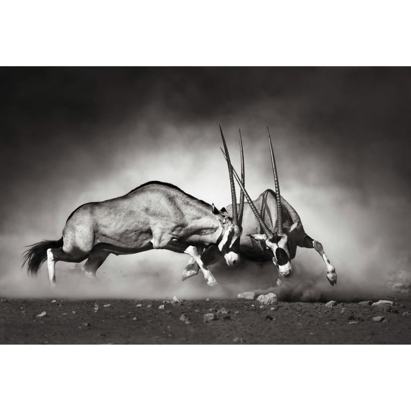Fotomurale Il Duello - 384x260 cm
