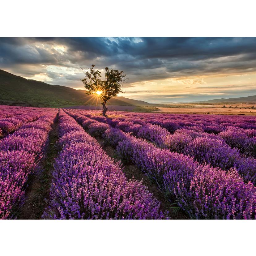 Fotomurale Fiori di lavanda in Provenza