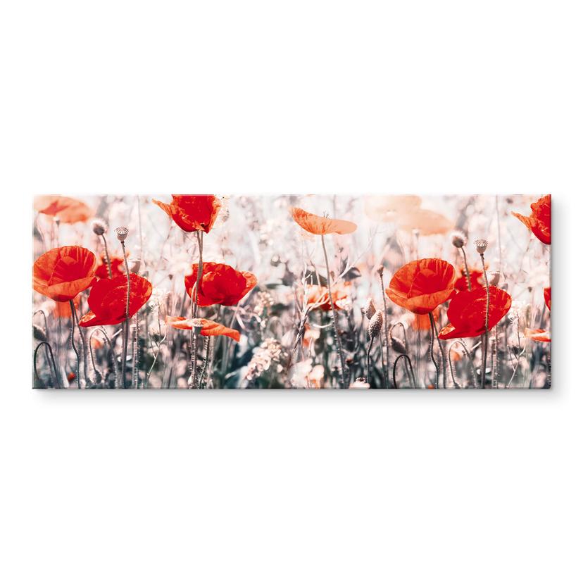 Tableau sur verre acrylique Coquelicot d'été rouge - Panorama