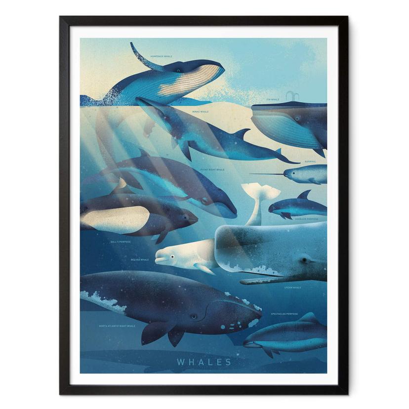 Póster Marrón - Ballenas