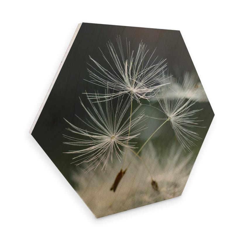 Hexagone - Placage bois de bouleau Delgado - Variété de pissenlits