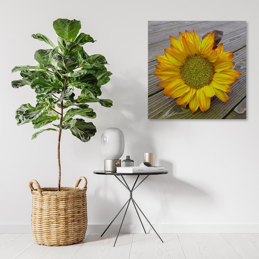 Stampe su tela, girasole giallo