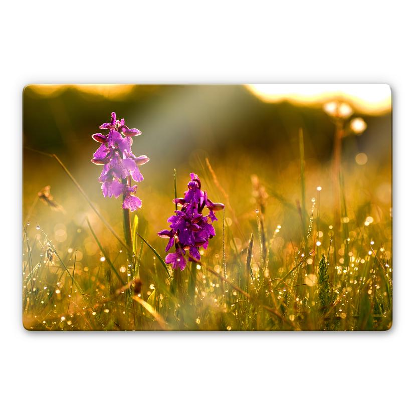 Tableau en verre - Petites fleurs sous la rosée du matin