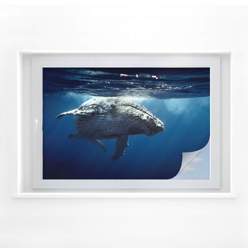 Privacidad filma una ballena jorobada en una inmersión