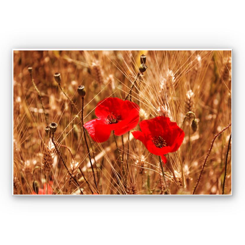 Tableau Forex - Coquelicots dans le champ