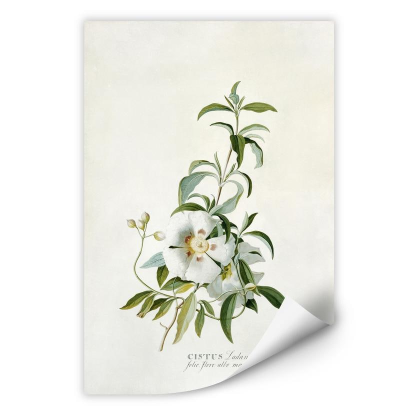Wallprint W - Ehret - Zistrose