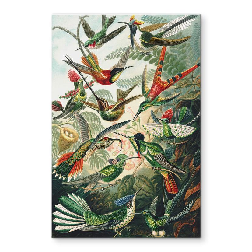Glasbild Haeckel - Kolibris