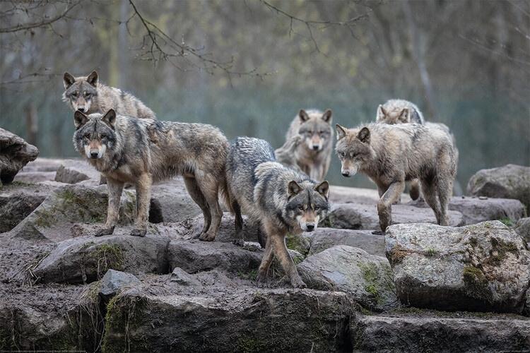 Plakat Wolf - Grå ulve, plakat (120 x 80 cm)
