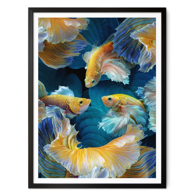 Póster Egger - Peces de colores