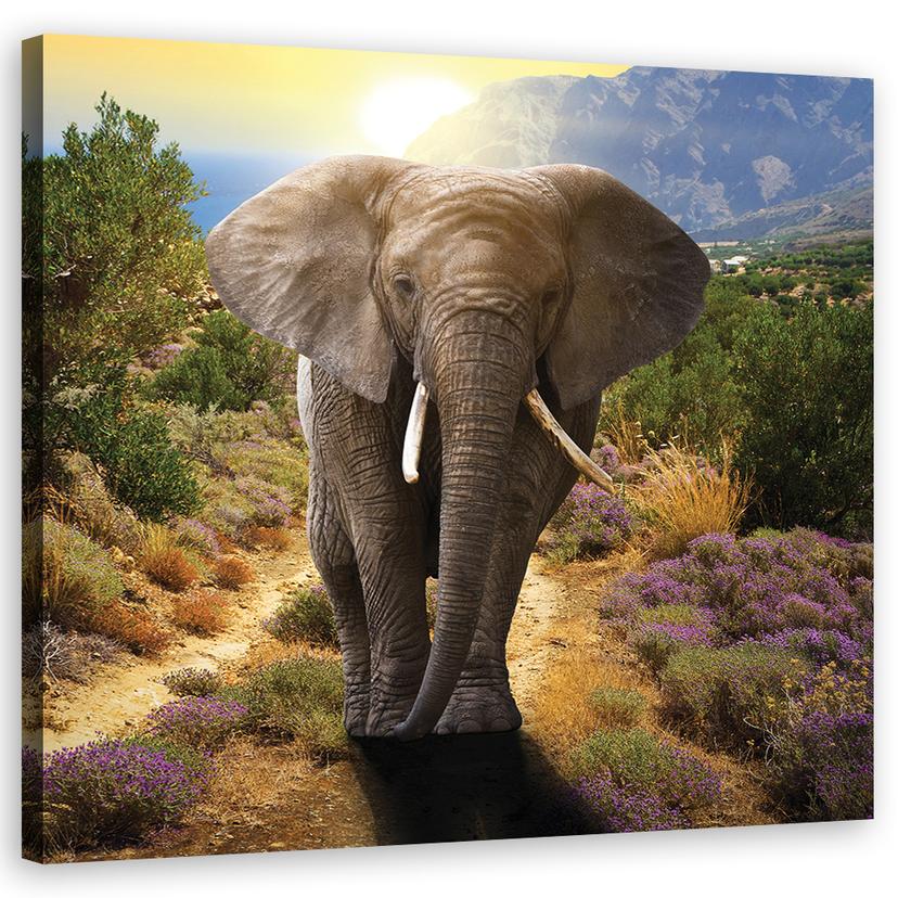 Canvasbillede, Elefant ved solnedgang