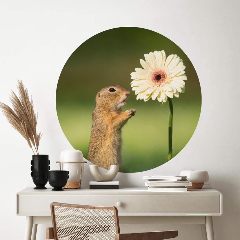 Muursticker rond Dick van Duijn - Eekhoorn met Gerbera