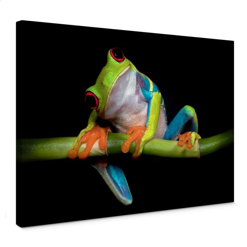 Tableau sur toile Valverde - Grenouille verte