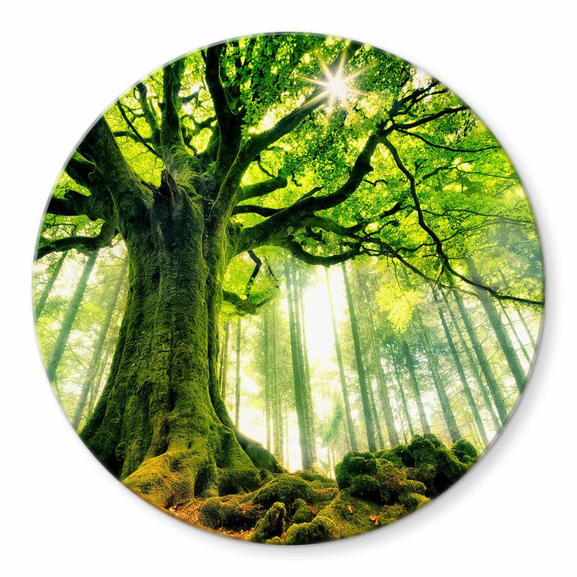Tableau sur verre rond Kiciak - forêt de conte de fées