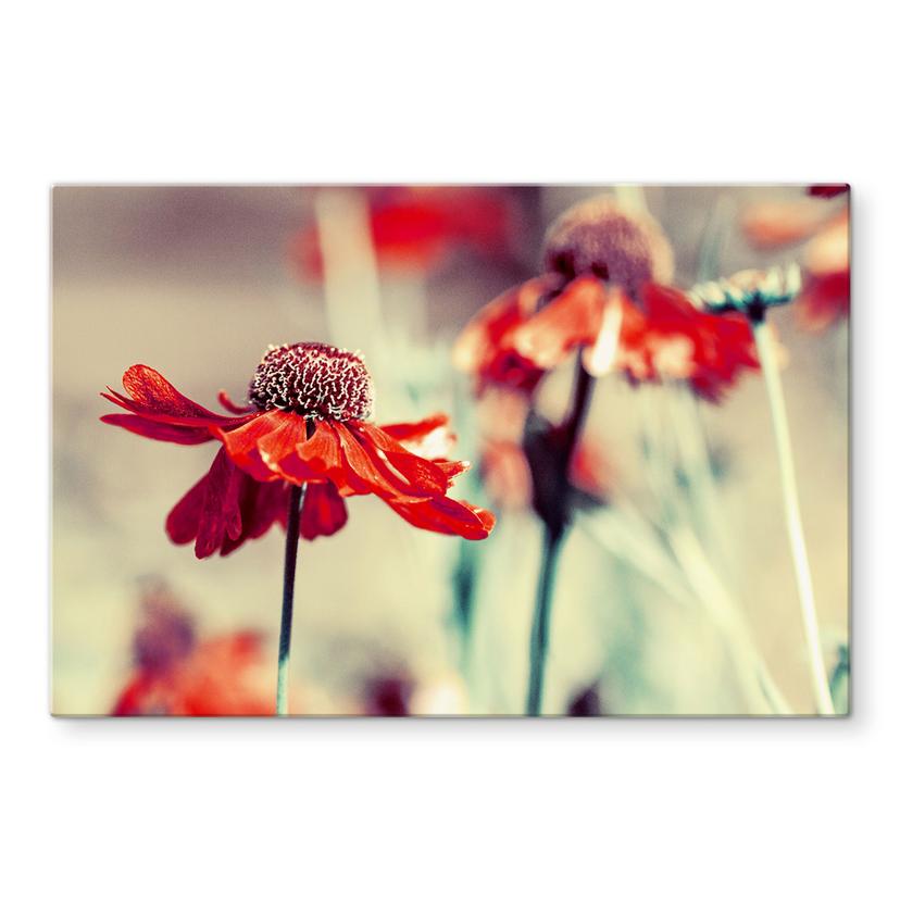 Pannello paraschizzi - Echinacea rossa