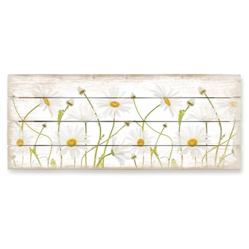Holzbild Disher - Ox eye Daisies - Panorama - 100x40 cm