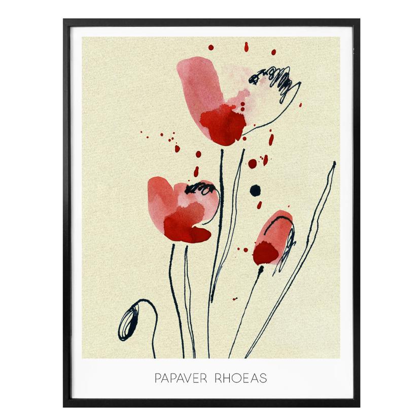 Póster Papaver Rhoeas