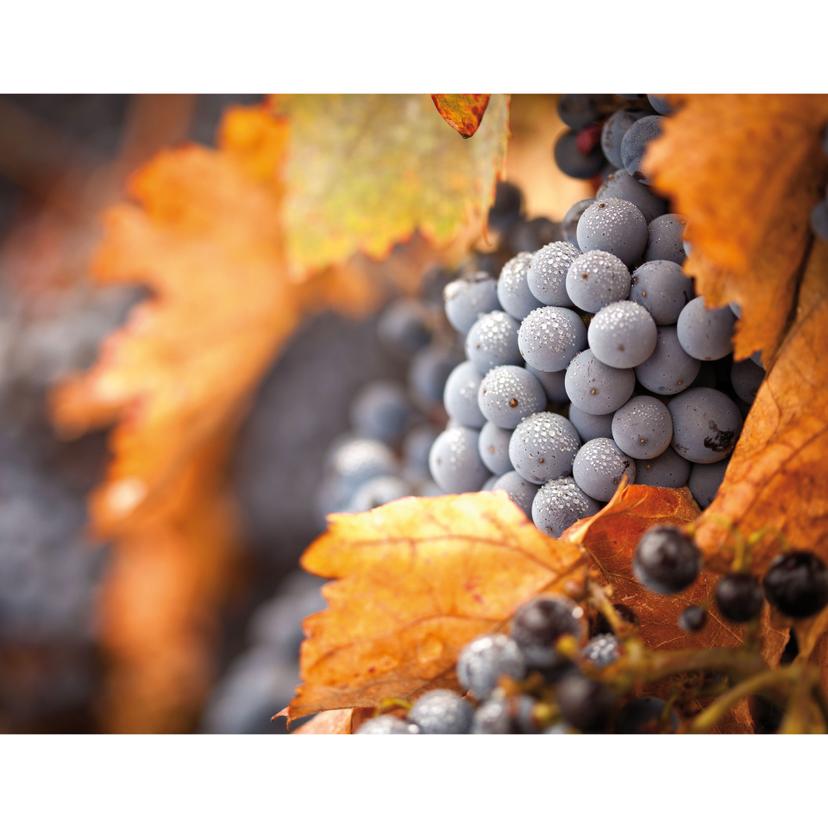 Fotomurale Vino in autunno