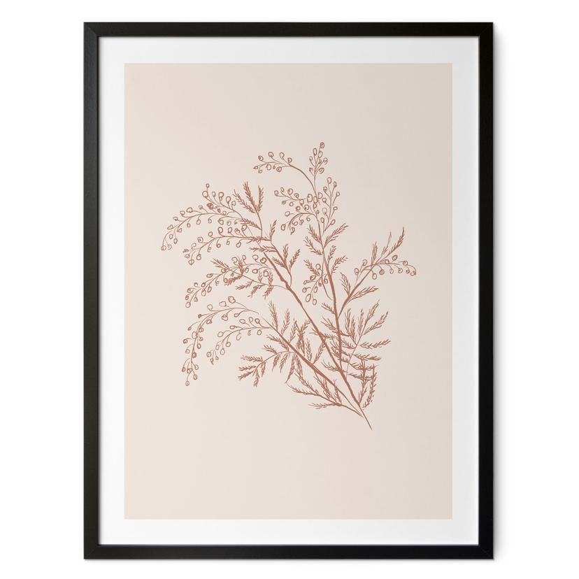 Plakat Gren af akacie i mokkafarver - Anis-illustration