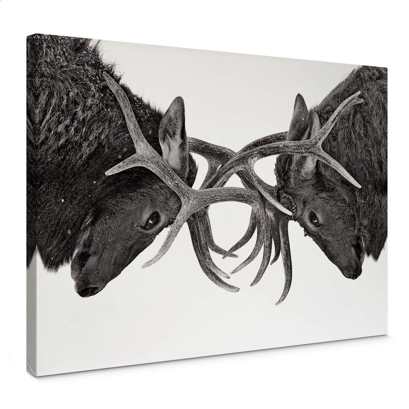 Canvas Cumming - Gevecht
