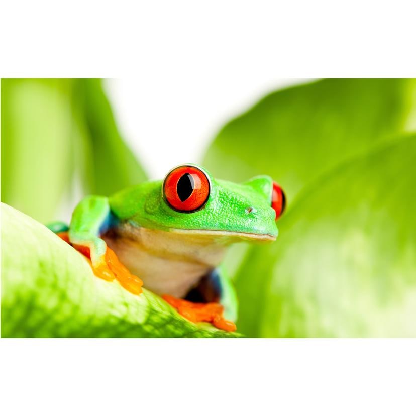 Fotomurale Ranocchio sgargiante