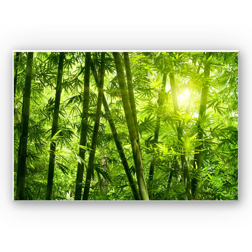 Tableau Forex - Rayon de soleil dan la forêt de bambous