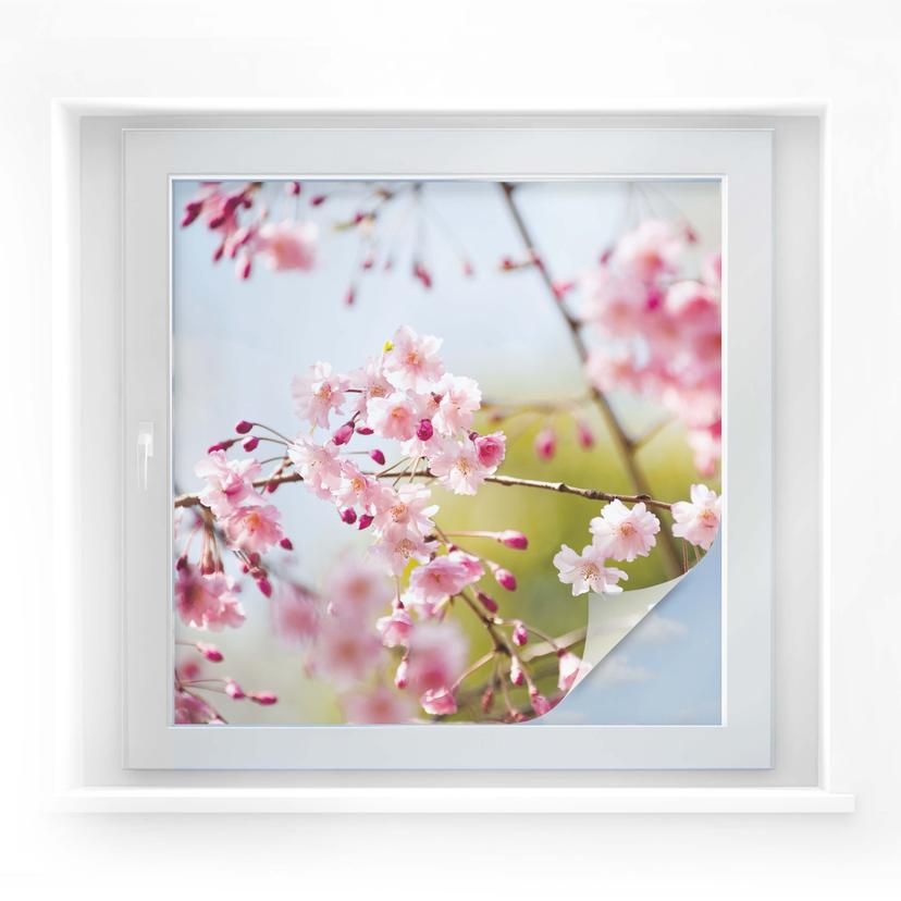 Film occultant - Cherry Blossoms - carré