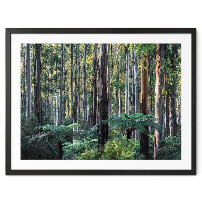 Plakat Eukalyptusskov i Yarra Ranges - Colombo