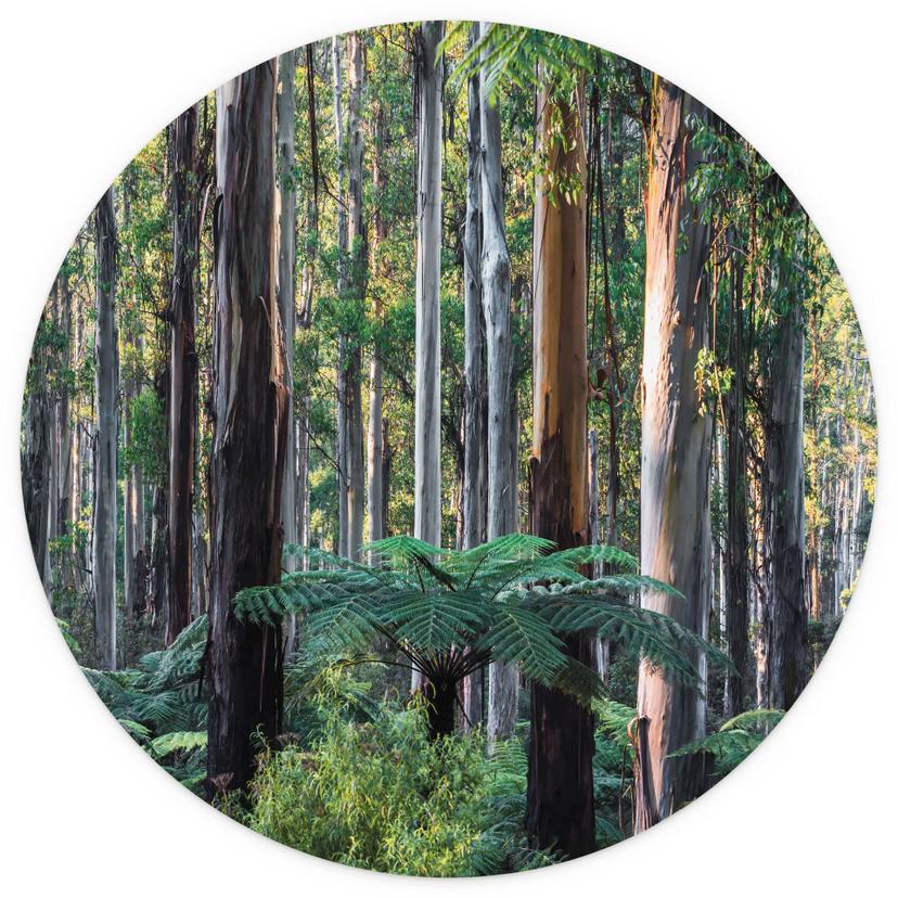 Foresta di eucalipti negli Yarra Ranges | Fotomurale - Colombo - Round - carta da parati in tessuto