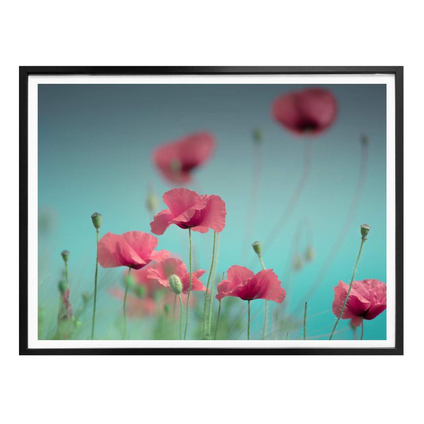 Póster Delgado - Amapolas Pastel