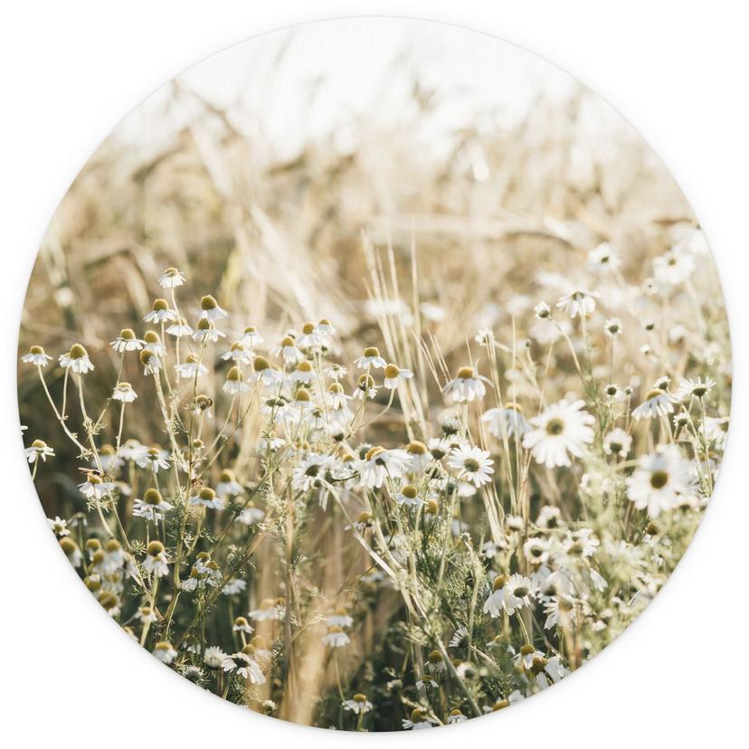 Fototapet Sommaräng med kamomill - Annie - Rund - non-woven tapet/självhäftande non-woven tapet