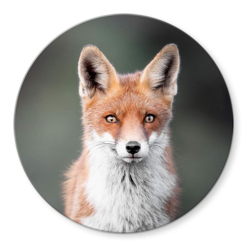 Tableau sur verre van Duijn - Yeux de renard